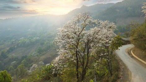 Theo chân giới trẻ săn hoa ban nở sớm ở Tây Bắc