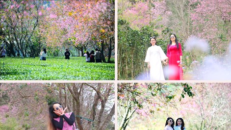 Du khách đổ về vùng ven Đà Lạt ngắm mai anh đào nở
