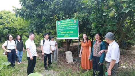Minh Châu tìm hướng đánh thức tiềm năng du lịch sinh thái giữa sông Hồng