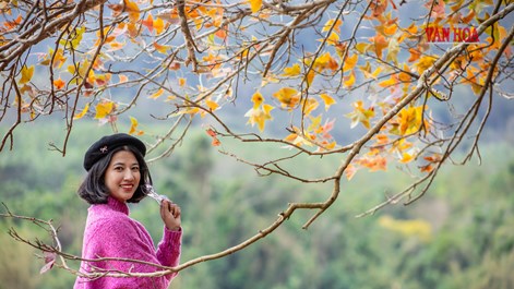 Mãn nhãn với mùa phong hương trút lá