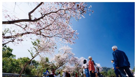 Mùa lễ hội 2026: Hoa ban Điện Biên “nở rộ” trên mạng xã hội 