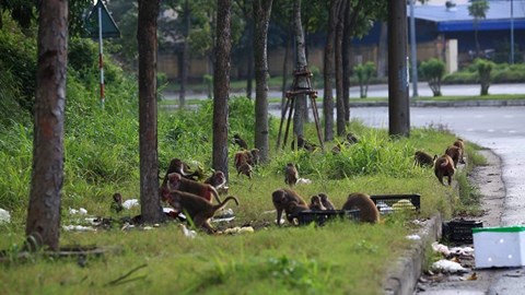 Khuyến cáo du khách không nên cho khỉ ăn trên bán đảo Sơn Trà