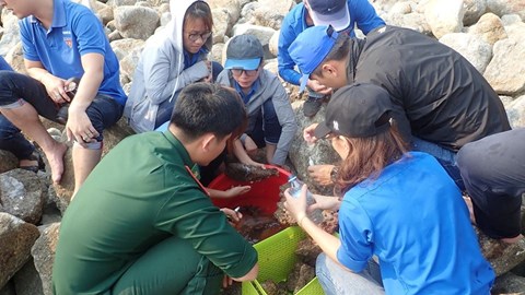 San hô cứng hồi sinh trên các kè bê tông tại Cù Lao Chàm