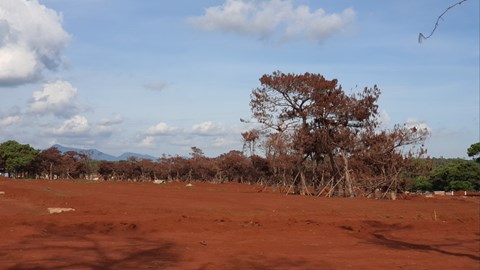 Dự án sân golf Đắk Đoa (Gia Lai) tạm dừng thi công: Xót xa số phận rừng thông cổ thụ