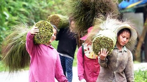Rủ nhau đi hái "lộc rừng”