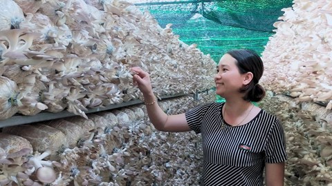 Đi lên từ nấm bào ngư xám