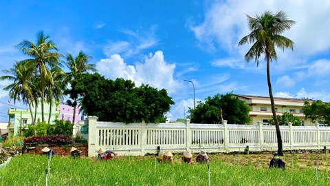 Nông dân huyện đảo Lý Sơn thu hoạch sớm vụ hành Thu Đông