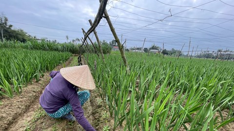 Vùng trồng hoa lay ơn Quảng Ngãi sẵn sàng phục vụ Tết