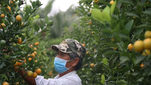 Rộn ràng ngày hội quật cảnh Cẩm Hà