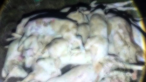 Bắt quả tang lò mổ “tử thần” xẻ thịt hàng trăm con lợn chết, bệnh 