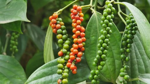 Giá hồ tiêu hôm nay 1.9.2025: Duy trì vùng cao 151.000–152.000 đồng/kg