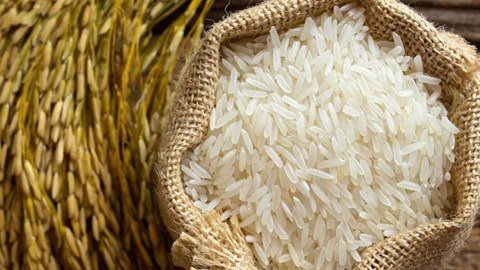 Giá lúa gạo hôm nay 9.9.2025: Ít giao dịch, giá cơ bản giữ nguyên