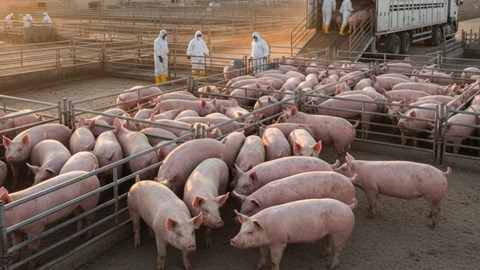 Giá heo hơi hôm nay 7.10: Miền Trung giảm mạnh