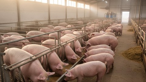 Giá heo hơi hôm nay 2.12: Tăng vọt lập đỉnh mới