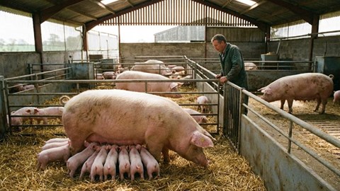 Giá heo hơi hôm nay 3.12: tiếp tục tăng, tiến sát 58.000 đồng/kg