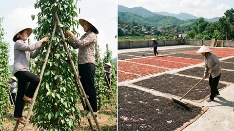 Giá hồ tiêu hôm nay 4.12: Giảm 500–1.000 đồng/kg