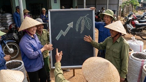 Giá hồ tiêu hôm nay 11.12: nhích nhẹ 150.000 đồng/kg