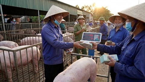 Giá heo hơi hôm nay 15.12: Giữ mốc 60.000-64.000 đồng/kg trên cả nước