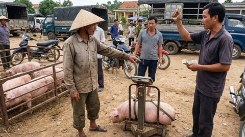 Giá heo hơi hôm nay 17.12: Thị trường ổn định trước cao điểm
