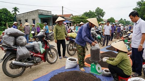 Giá hồ tiêu hôm nay 18.12: Giữ nguyên quanh 146.000 đồng/kg