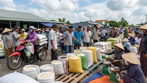 Giá lúa gạo hôm nay 18.12: Cuối vụ ổn định, chưa có biến động