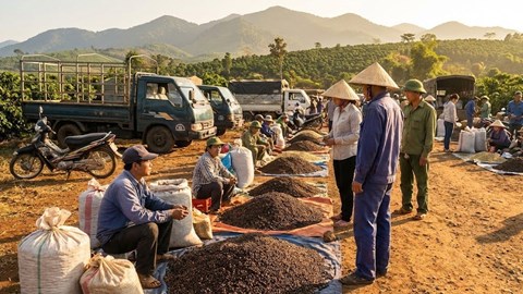 Giá cà phê hôm nay 24.12: Duy trì quanh 92.700 đ/kg