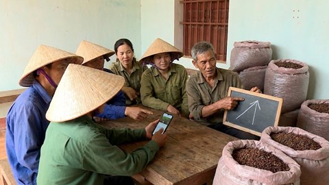 Giá hồ tiêu hôm nay 25.12: Tăng nhẹ, nông dân tiếp tục giữ hàng