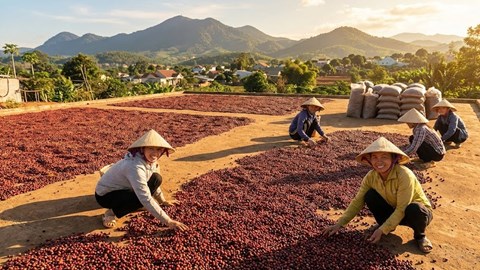Giá cà phê hôm nay 26.12: Sát mốc 97.000 đồng/kg