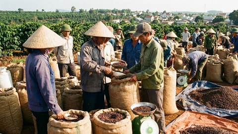 Giá cà phê hôm nay 30.12 giảm nhẹ, neo ở 96.000 đ/kg