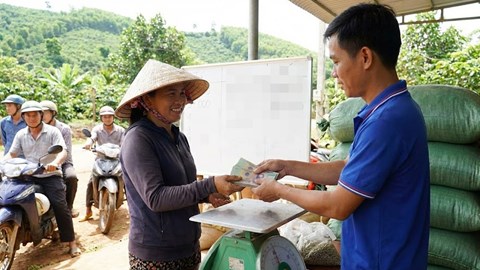 Giá cà phê hôm nay 2.1: Có gì lạ khi vẫn neo sát mốc 98.000 đ/kg?