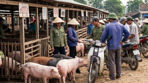 Giá heo hơi hôm nay 6.1: Miền Bắc cao nhất, miền Nam giao dịch ổn định