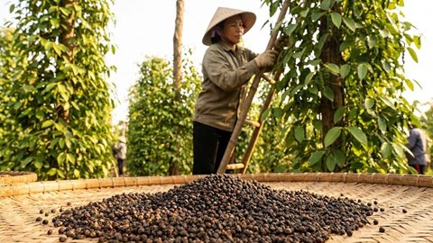 Giá hồ tiêu hôm nay 6.1: Đi ngang, thị trường ổn định