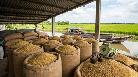 Giá lúa gạo hôm nay 6.1: Lặng sóng trước mùa vụ mới