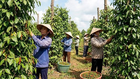 Giá hồ tiêu hôm nay 7.1.2026: Tăng nhẹ, thị trường tích cực