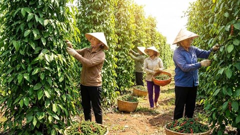 Giá hồ tiêu hôm nay 10.1.2026: Đi ngang ở mặt bằng cao