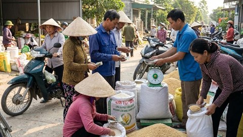 Giá lúa gạo hôm nay 10.1: Thị trường tiếp tục đi ngang