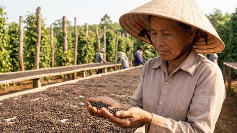 Giá hồ tiêu hôm nay 14.1: Ổn định nhưng chưa có đột phá