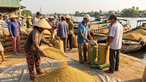 Giá lúa gạo hôm nay 16.1: Ổn định trên diện rộng