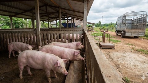 Giá heo hơi hôm nay 18.1: Sát mốc 78.000 đồng/kg trước Tết