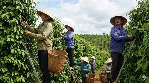 Giá hồ tiêu hôm nay 19.1: Đi ngang quanh mốc 148.000 đồng/kg