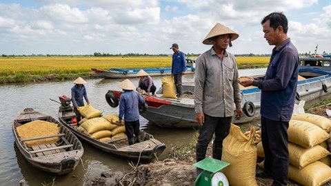 Giá lúa gạo hôm nay 19.1: Giao dịch chậm đầu tuần