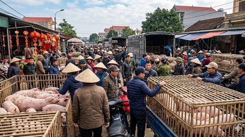 Giá heo hơi hôm nay 20.1.2026: Nối dài đà tăng trước Tết