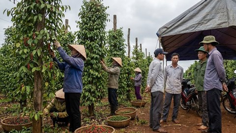 Giá hồ tiêu hôm nay 20.1: Thị trường chờ lực đỡ mới