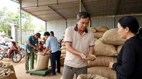 Giá cà phê hôm nay 22.1: Thị trường chờ sóng mới sau Tết