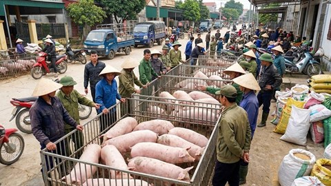Giá heo hơi hôm nay 24.1: Tiến sát 80.000 đồng/kg tại miền Bắc