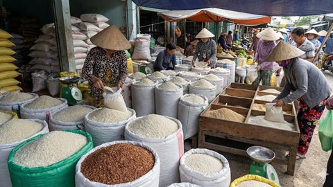 Giá lúa gạo hôm nay 25.1: Thị trường ổn định cận Tết