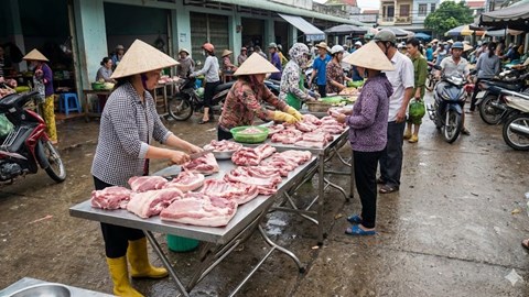 Giá heo hơi hôm nay 25.1: Miền Bắc lập đỉnh 80.000 đồng/kg