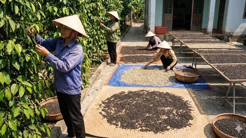 Giá hồ tiêu hôm nay 26.1.2026: Vững mốc 150.000 đồng/kg