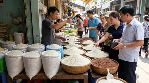 Giá lúa gạo hôm nay 31.1: Lúa thơm giữ giá trước Tết
