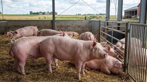 Giá heo hơi hôm nay 8.2: Miền Nam thấp nhất 72.000 đồng/kg